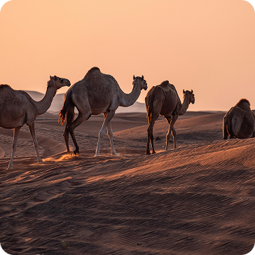 Camels walking in a desert